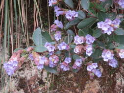 Image of Strobilanthes kunthiana