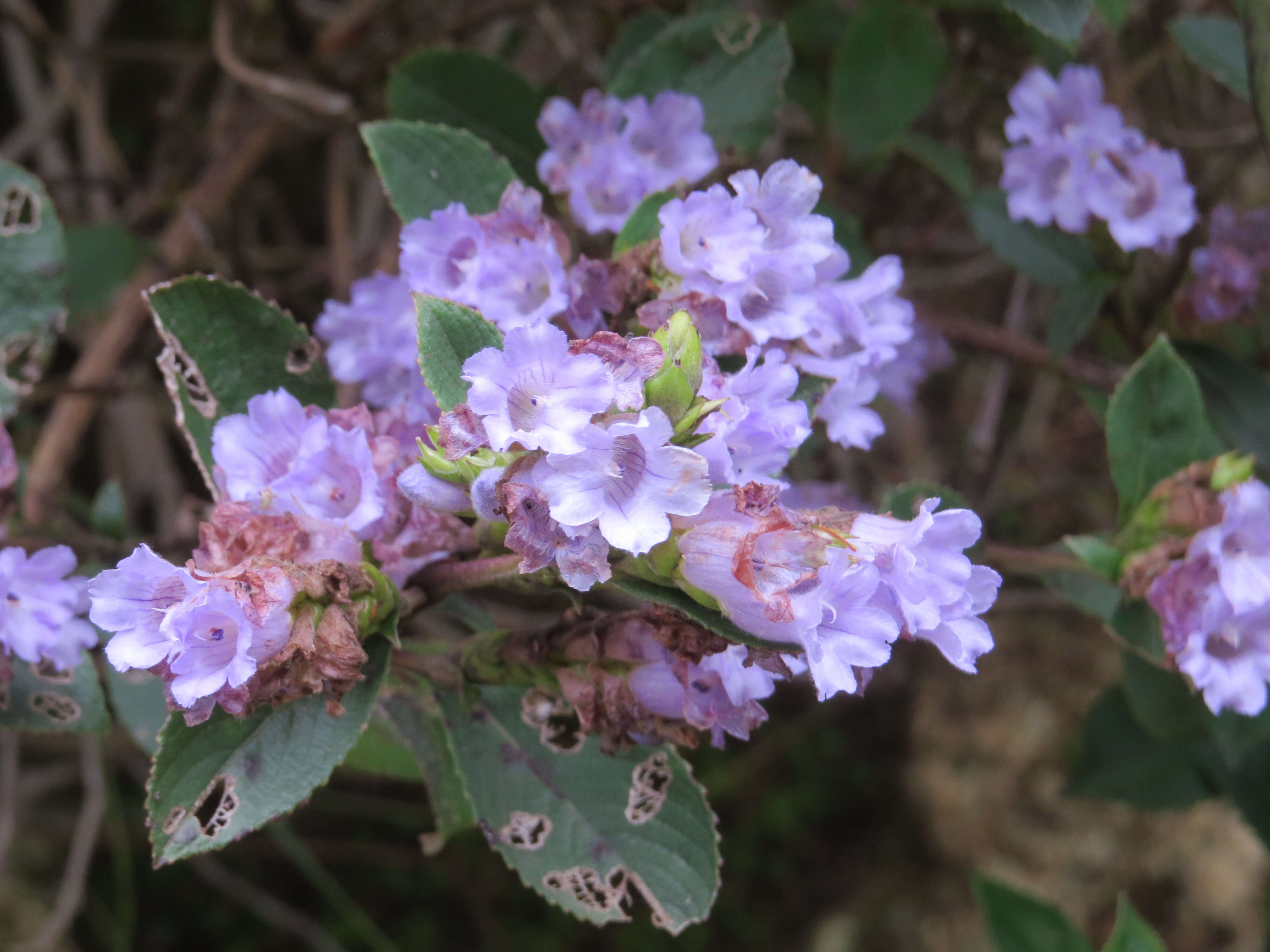 Image of Strobilanthes kunthiana