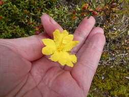 Plancia ëd Hibbertia platyphylla subsp. platyphylla