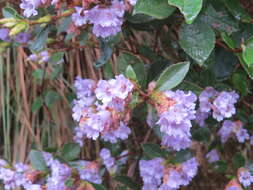 Image of Strobilanthes kunthiana