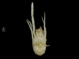 Image of Torbenella calvata (Macpherson 2006)