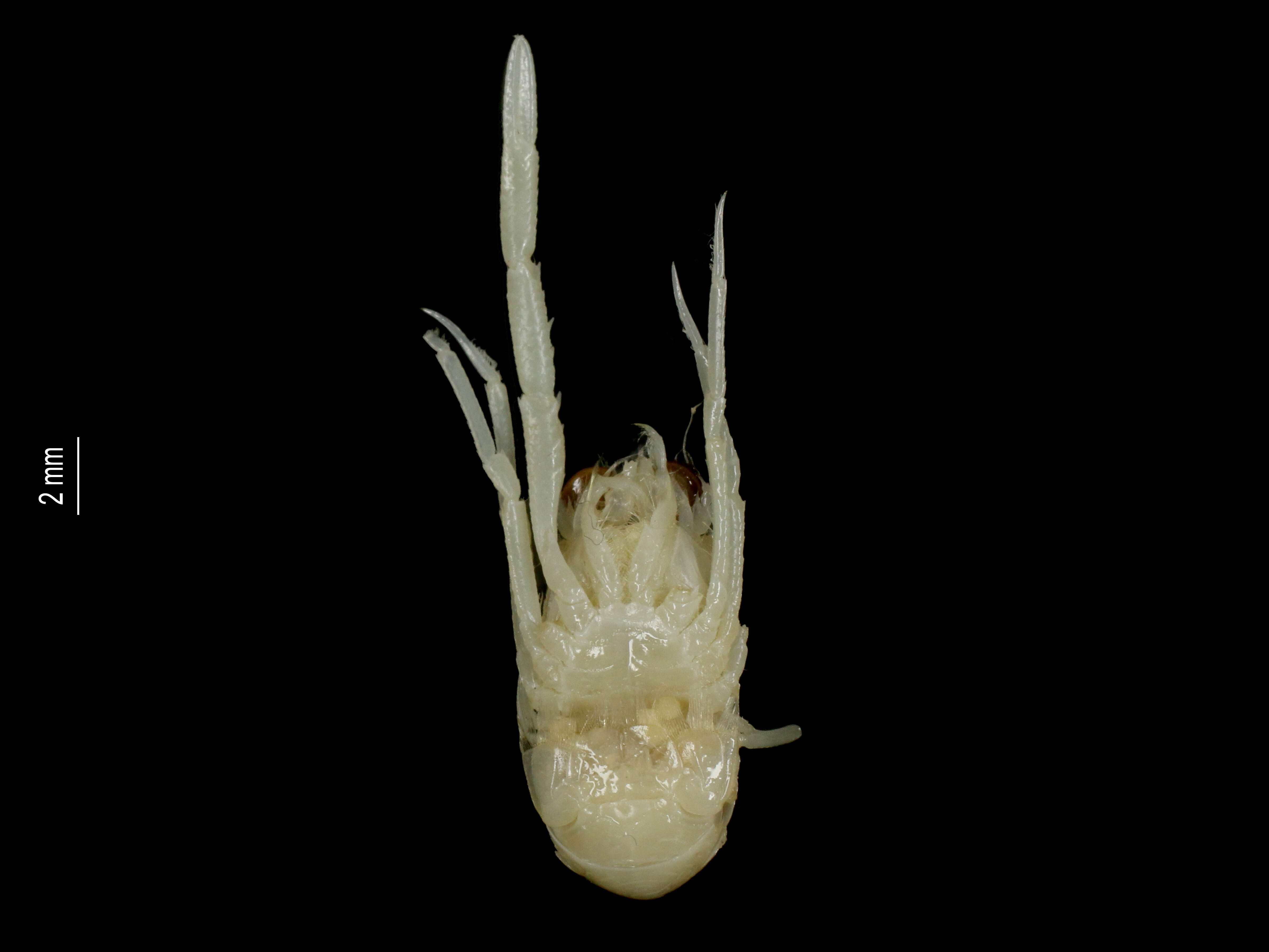 Image of Torbenella calvata (Macpherson 2006)