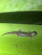 Image of Savage's salamander