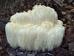 صورة Hericium erinaceus (Bull.) Pers. 1797