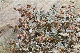 Image de Trichodesma incanum Bunge