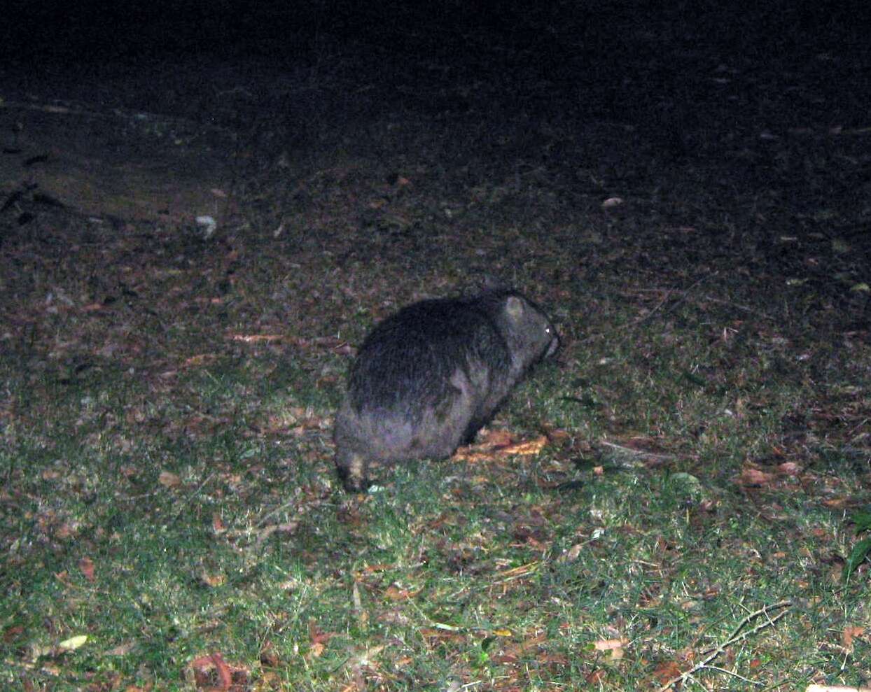 Image of Bare-nosed Wombats