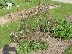 Imagem de Salix hastata L.