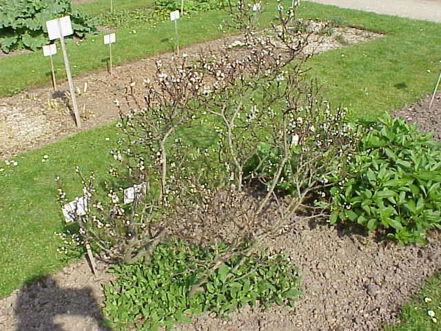 Imagem de Salix hastata L.