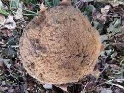 Image of Calvatia gigantea (Batsch) Lloyd 1904