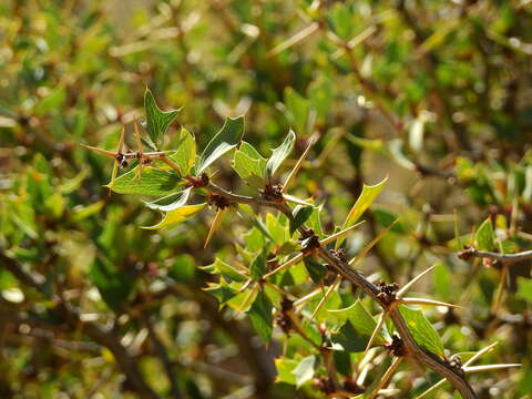 Image of Berberis grevilleana Gill.