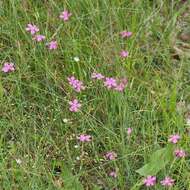 Слика од Dianthus deltoides L.