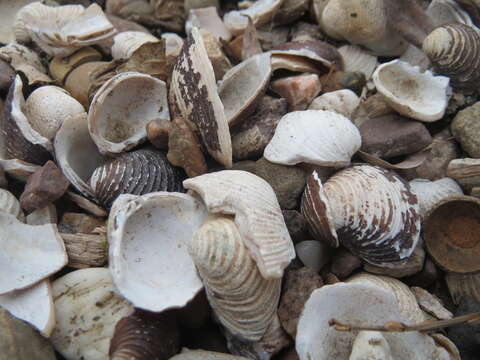 Image of Freshwater & brackish water clams