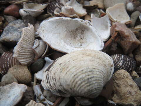 Image of Freshwater & brackish water clams