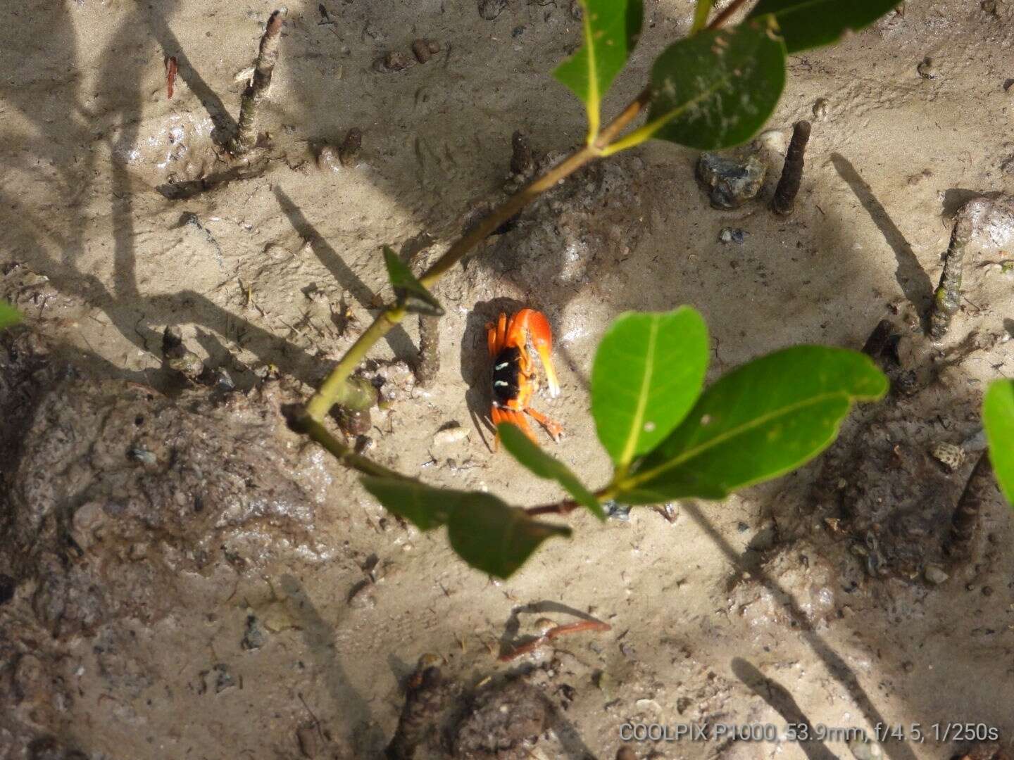 Image of Flame-backed Fiddler Crab