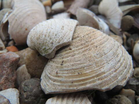 Image of Freshwater & brackish water clams