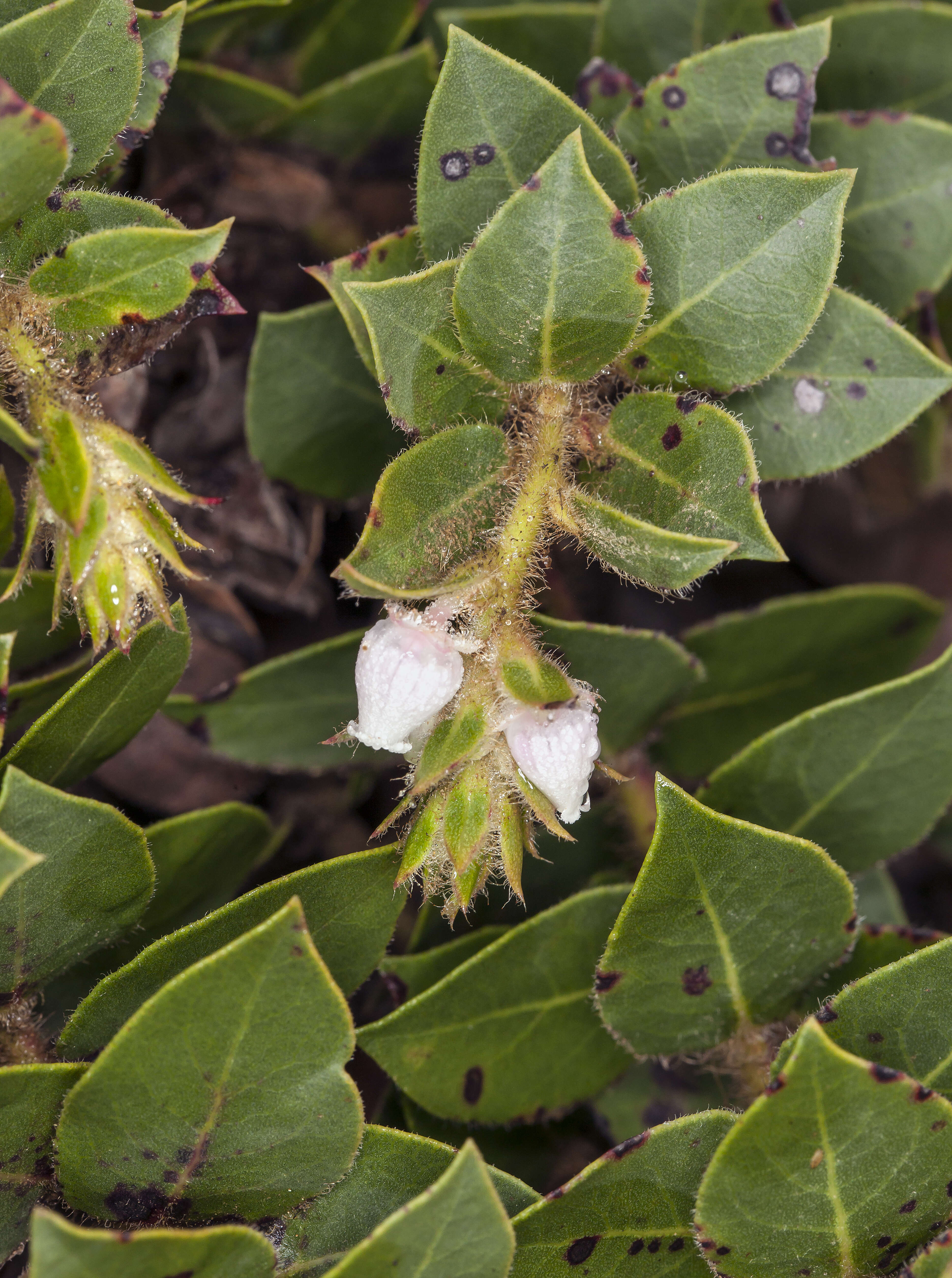 Image of San Bruno Mountain manzanita