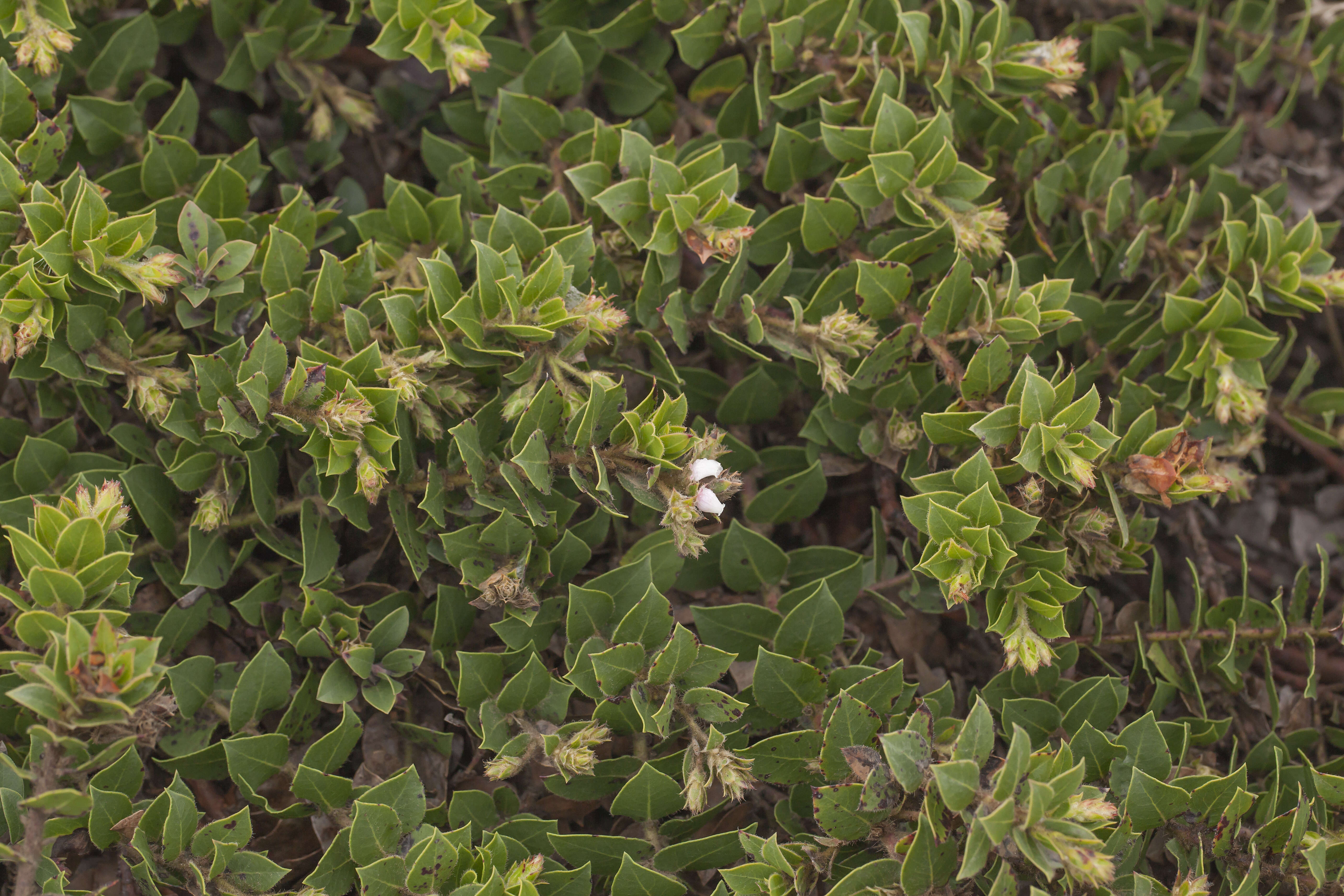 Image of San Bruno Mountain manzanita