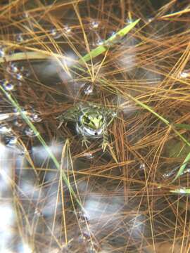 Plancia ëd Lithobates lenca (Luque-Montes, Austin, Weinfurther, Wilson, Hofmann & Townsend 2018)