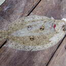 Image of Indonesian ocellated flounder