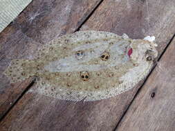 Image of Indonesian ocellated flounder
