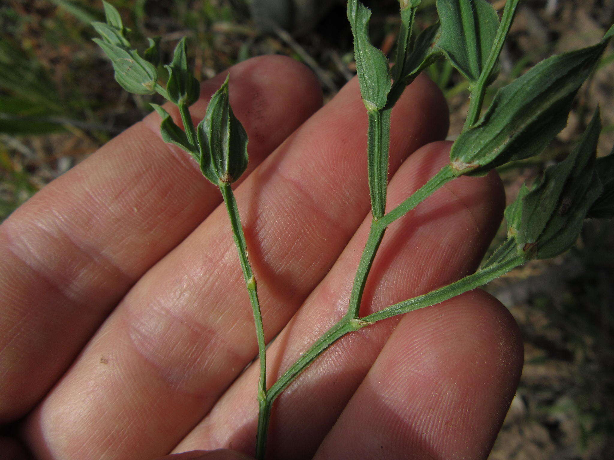 Image of Asparagus undulatus (L. fil.) Thunb.