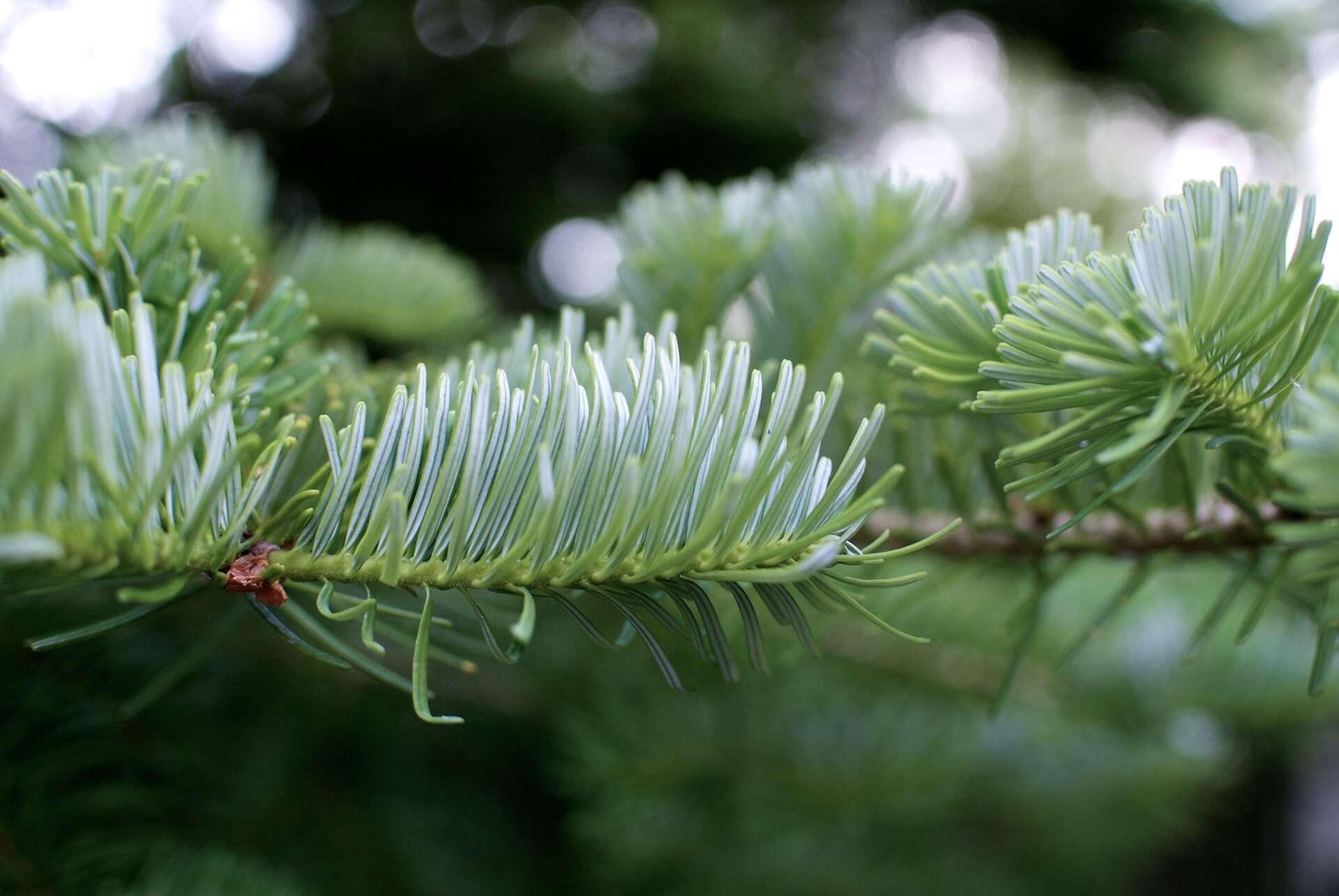 Image of Veitch Fir