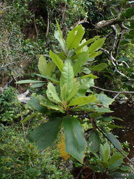 Image of Brachylaena glabra (L. fil.) Druce