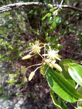 Imagem de Nesogordonia stylosa H. Perrier