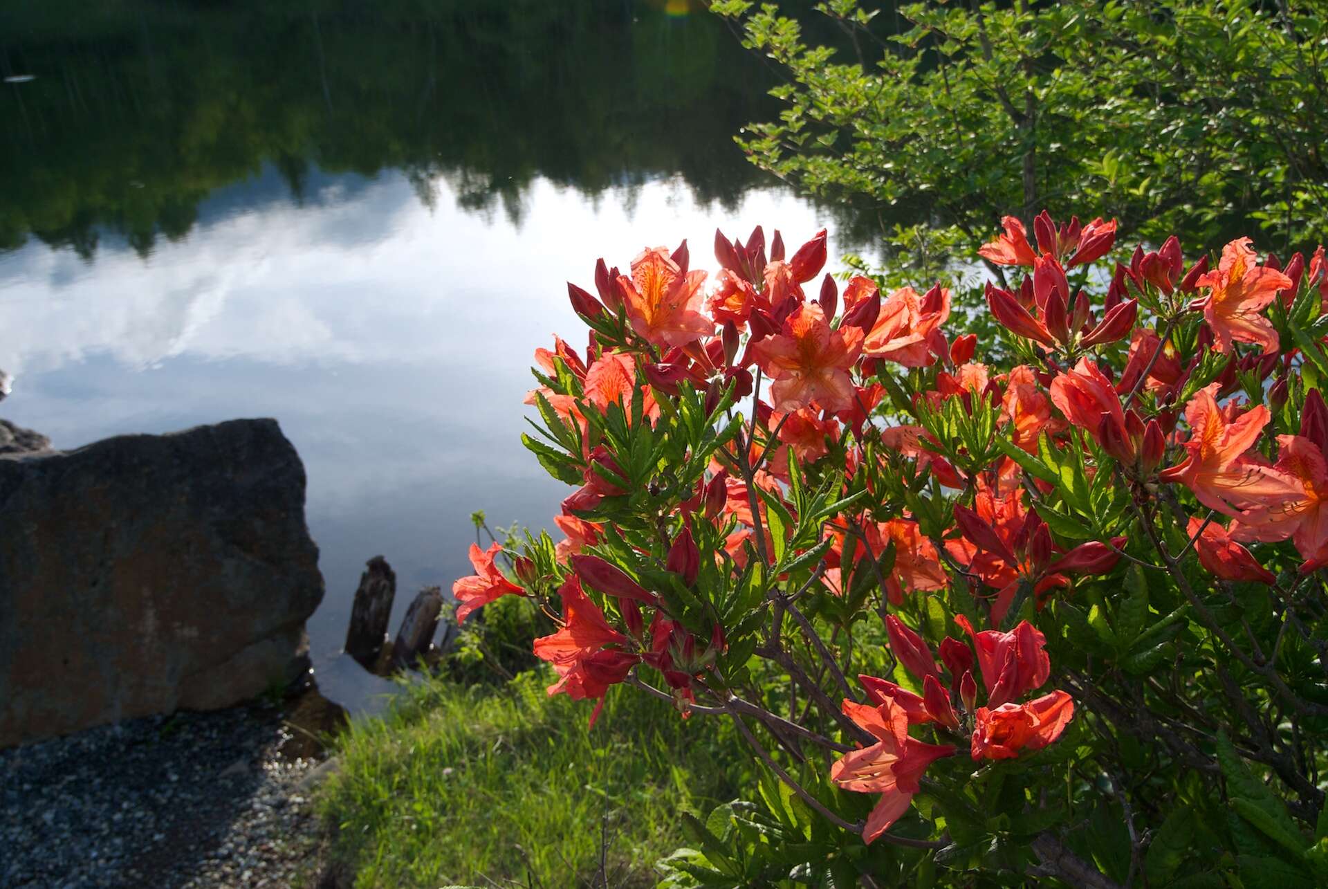 Image de Rhododendron molle (Bl.) G. Don