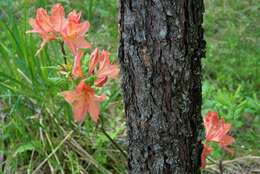 Image de Rhododendron molle (Bl.) G. Don