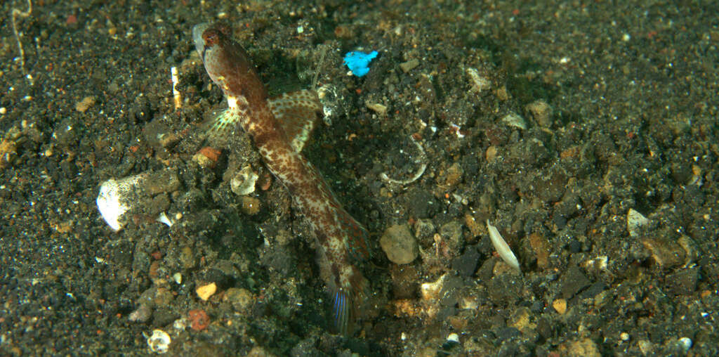 Image of Monster shrimpgoby