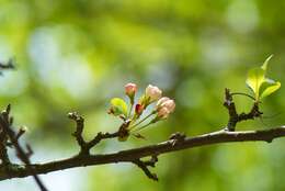 Image of Toringa crab apple