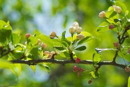 Image of Toringa crab apple