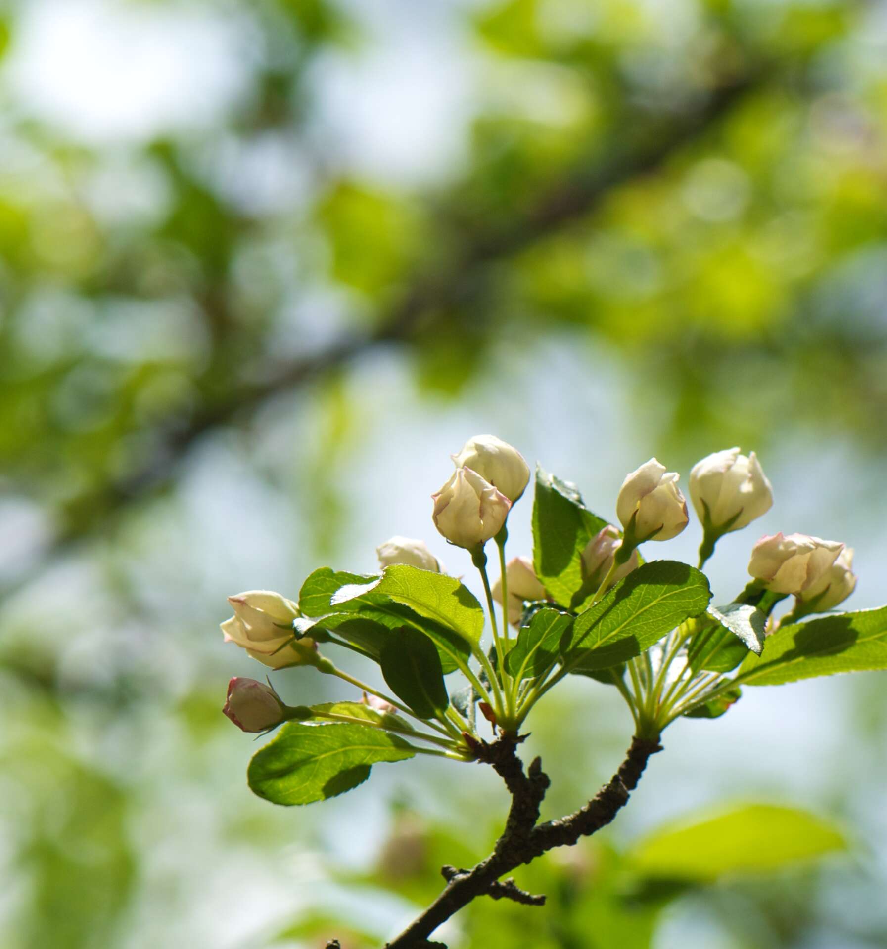 Image of Toringa crab apple