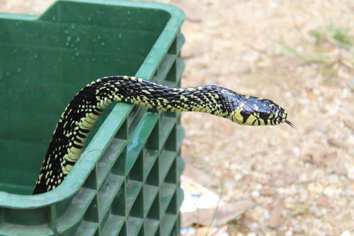 Image of Chicken Snake