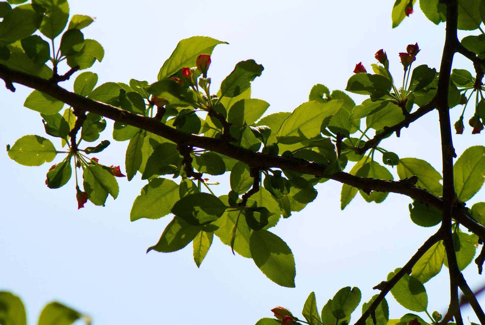 Imagem de Malus sieboldii (Regel) Rehd.