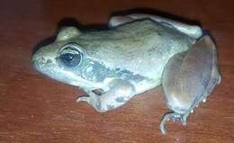 Image of Central grassland frog