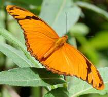 Image of Dryas iulia dominicana Hall 1917