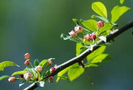 Imagem de Malus sieboldii (Regel) Rehd.