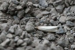 Слика од Crambus perlella Scolopi