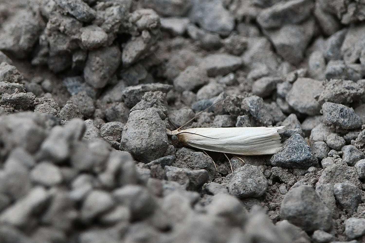 Слика од Crambus perlella Scolopi