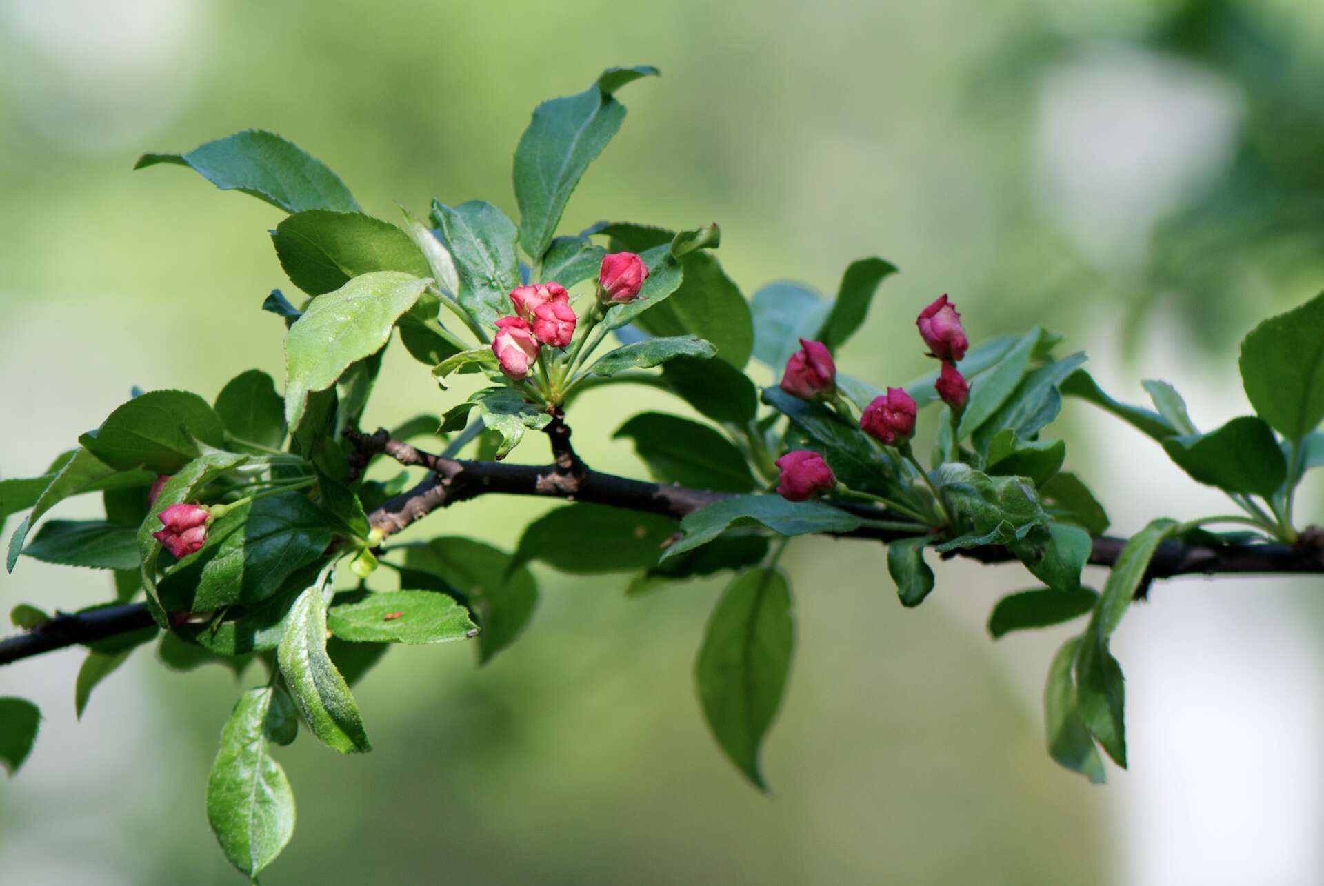 Image of Toringa crab apple