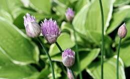 Image of Allium giganteum Regel