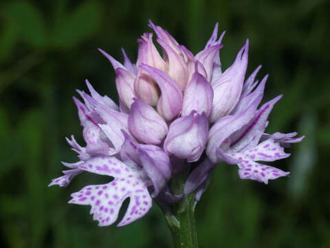 Image of Three-toothed orchid