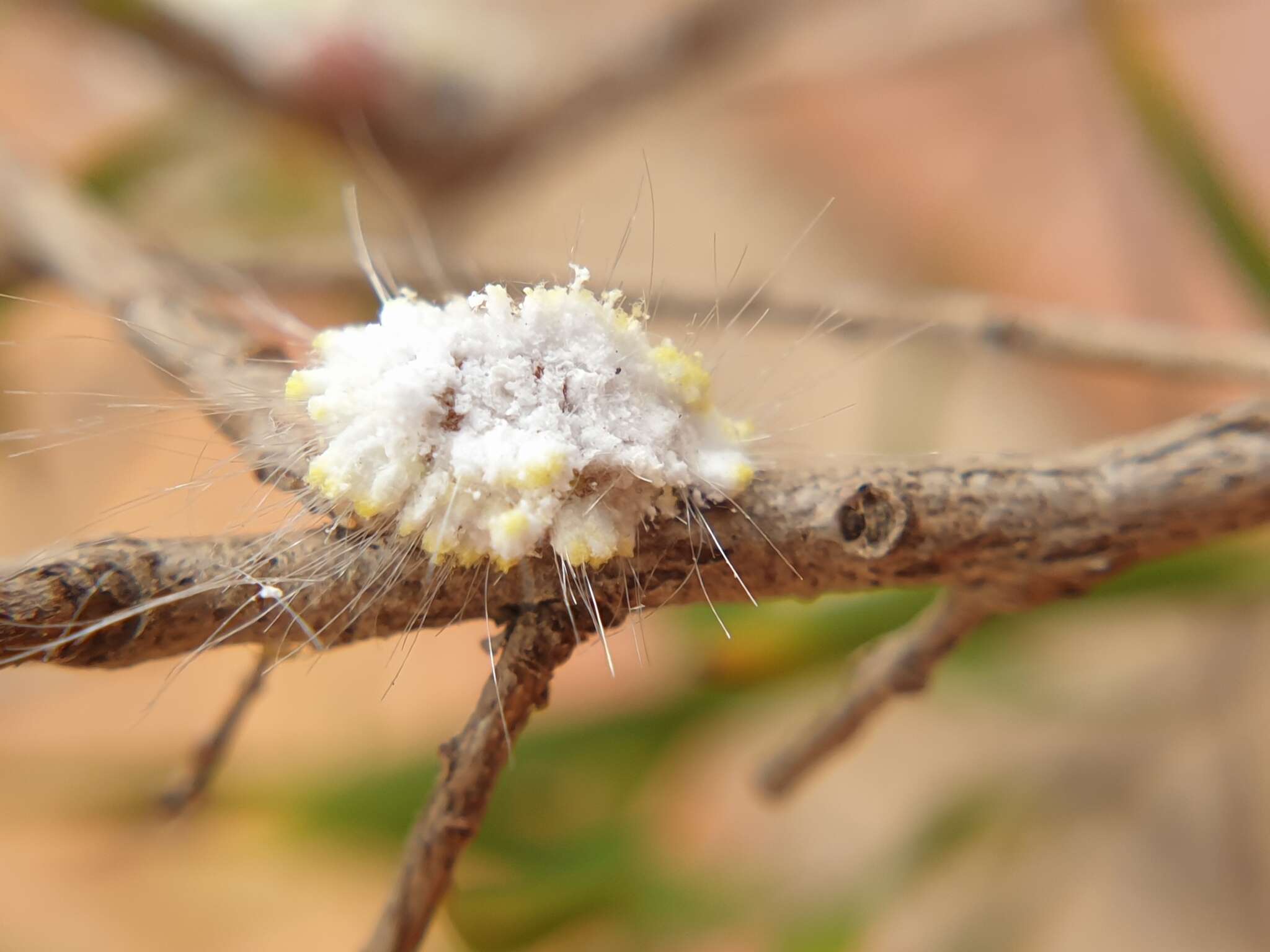 Image of Icerya seychellarum (Westwood 1855)