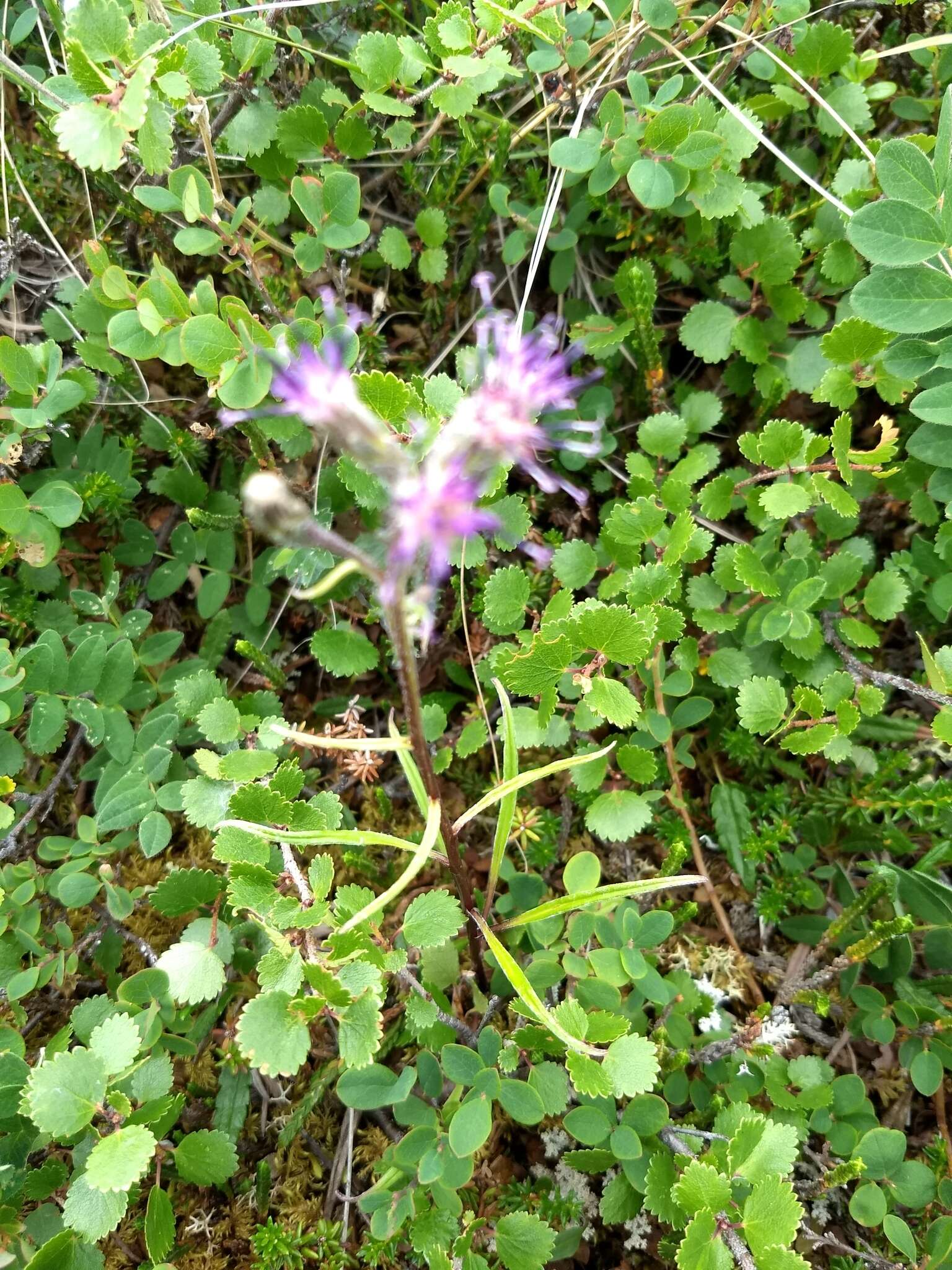 Sivun Saussurea angustifolia (Willd.) DC. kuva