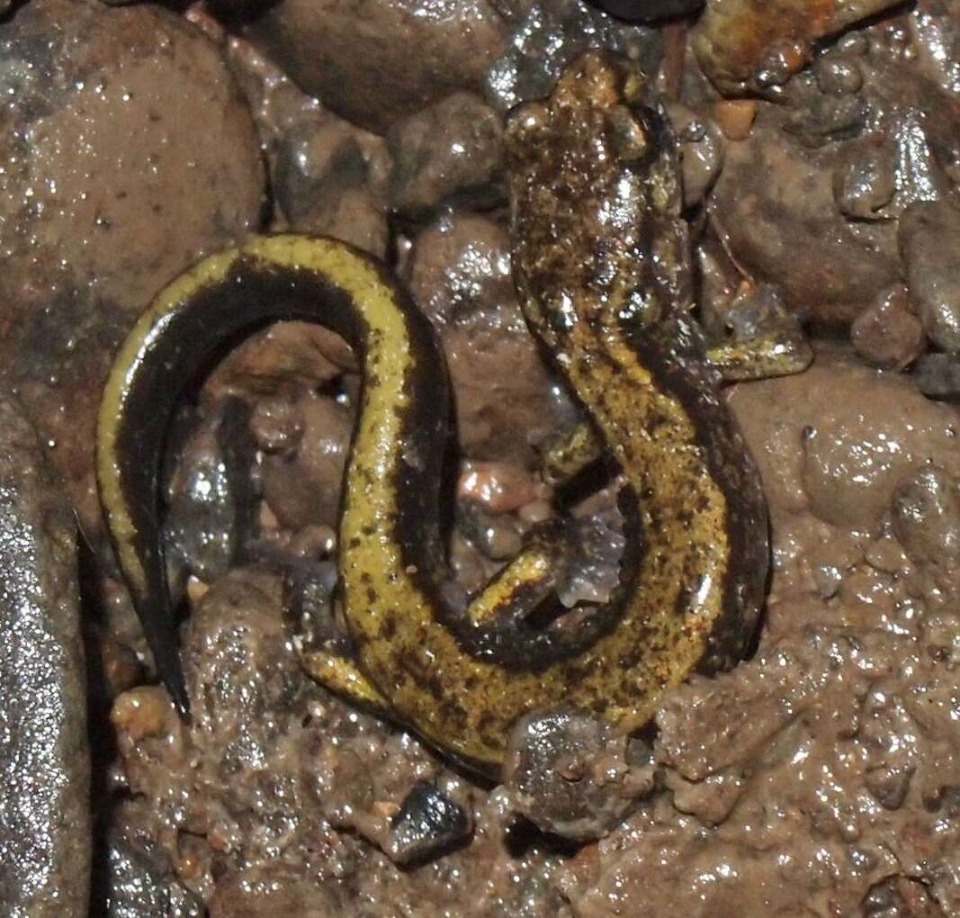 Image of Dunn's Salamander