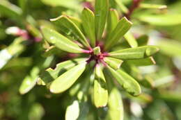 Image of Drimys xerophila subsp. xerophila