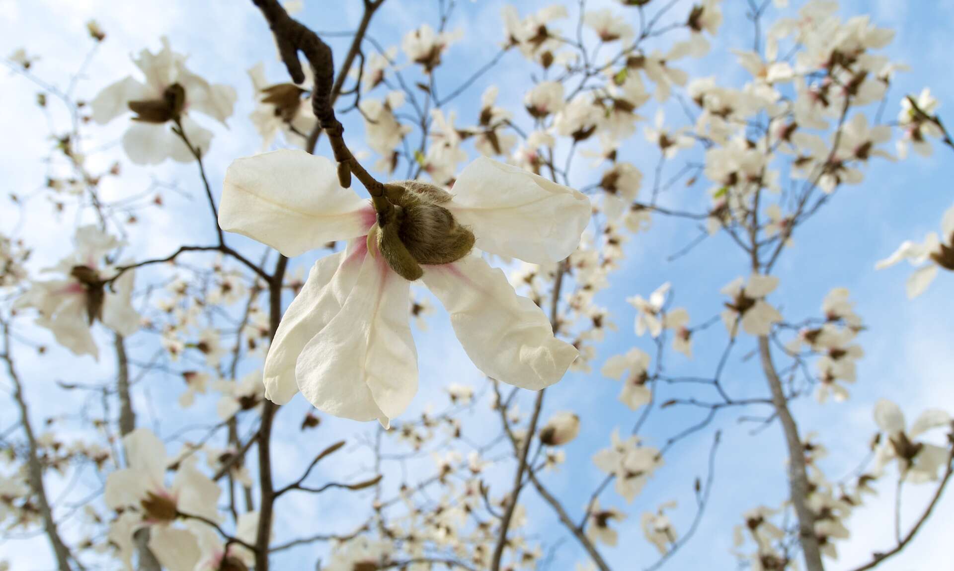 Image of Kobus magnolia