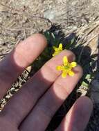 Image of Utah buttercup